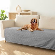 a large brown dog laying on top of a couch