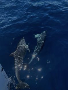 two dolphins swimming close to each other in the water near a boat's bow