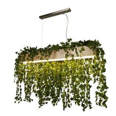 a plant hanging from a light fixture with green plants growing on the top and bottom