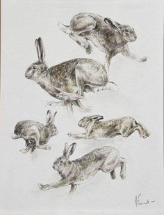 four drawings of rabbits running and jumping in the air with their backs turned to the camera