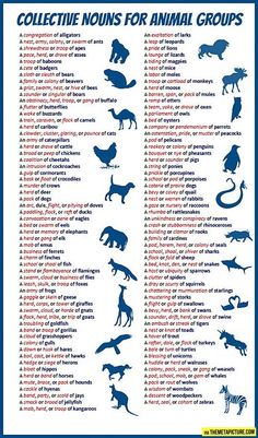 an animal poster with different types of animals and their names in blue on white background