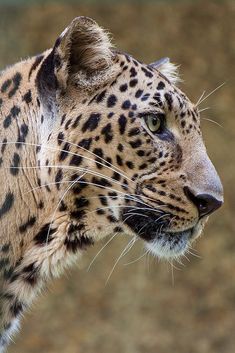 a close up view of a leopard's face