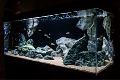 an aquarium with rocks and fish in it