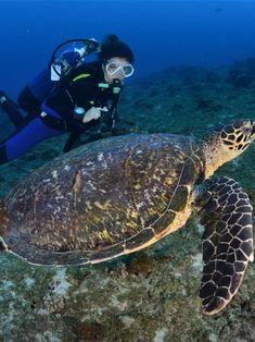 a person scubas with a turtle on the ocean floor in front of them,