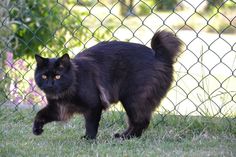 a black cat walking in front of a chain link fence with grass and flowers behind it