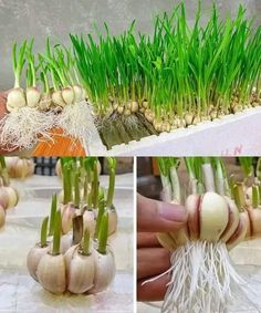 garlic sprouts and onions are being used to grow the plants from seedlings