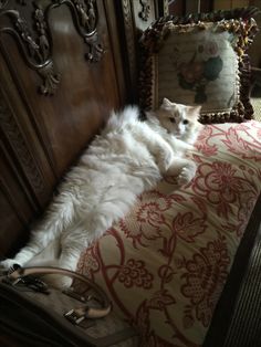 a white cat laying on top of a bed next to a wooden dresser and mirror