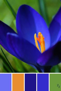 a blue flower with yellow stamen in the center and green grass behind it, color swatches