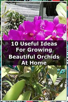 Discover the secrets to cultivating stunning orchids in your home with our guide, "10 Useful Ideas For Growing Beautiful Orchids At Home." Whether you're a beginner or an experienced gardener, these practical tips will help you create the perfect environment for your orchids to thrive. Learn about ideal lighting, watering techniques, and potting methods to ensure your orchids flourish and bloom beautifully. Transform your space with these elegant plants today! Caring For Orchids, Orchid Propagation, Orchids Care, House To Home