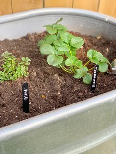 there is a potted plant in the middle of soil with two markers on it