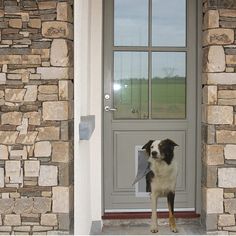 a dog is standing in front of a door