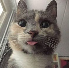 a close up of a cat with its tongue hanging out and looking at the camera