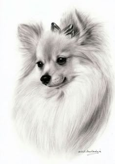 a drawing of a dog with long hair and a bow on it's head