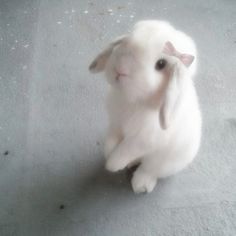 a small white rabbit sitting on top of a floor