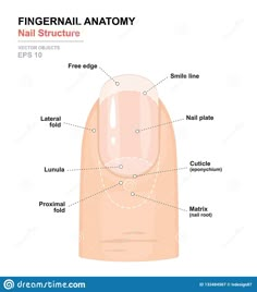 Illustration about Fingernail Anatomy. Structure of human nail. Science of human body. Anatomical training poster. Detailed medical vector illustration. Illustration of flat, fold, eponychium - 133484567 Anatomy Structure, Printable Nail Art Practice Sheet, Printable Nail Art, Medical Vector, Nail Tech School, Body Human, Nail Courses, Back To School Nails, Nail Techniques