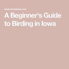 the title for a beginner's guide to birding in iowa