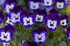 purple and white pansies with green leaves