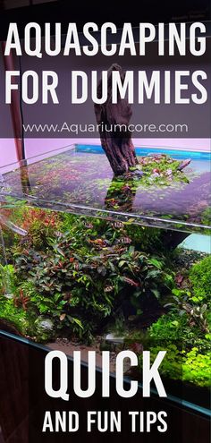 Aquarium beauty: Underwater garden How To Aquascape, Bioactive Fish Tank, Fish Tank Landscape Ideas, Small Aquascape Ideas, Fresh Water Aquascape, 10 Gallon Aquascape Ideas, Beta Aquascape, Aquarium Setup Ideas Freshwater, Aqua Scaping Freshwater Aquarium