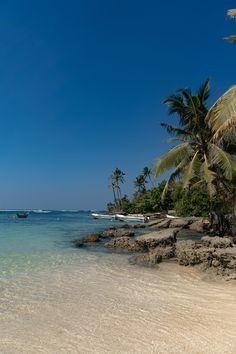 a beach with palm trees and boats in the water