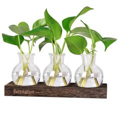 three clear vases with plants in them on a wooden base that says betlistation