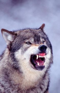 a wolf with its mouth open showing teeth