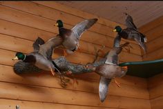 several ducks are flying over a tree branch in a wood room with wooden paneling