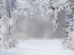 a snow covered forest with lots of trees in the foreground and white snow on the ground