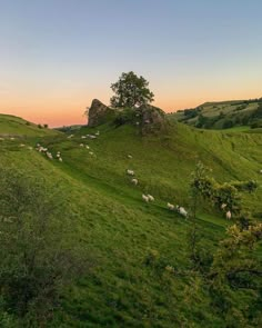 sheep are grazing on the green hills at sunset