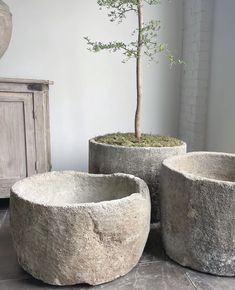 three cement planters sitting next to a tree in a room with a white brick wall