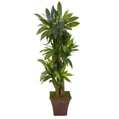 a large potted plant with green leaves on it's side, in front of a white background