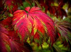 red and green leaves on a tree in the fall