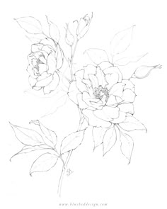 a drawing of two flowers on a white background