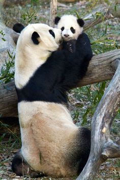 two panda bears sitting on top of a tree branch