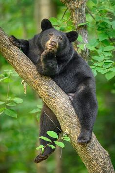 a black bear sitting on top of a tree branch with its paws in the air