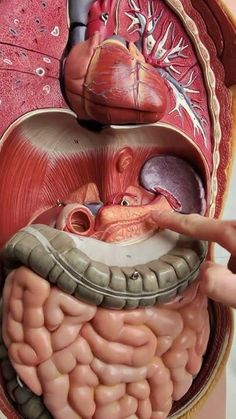 the human body is made up of organs and blood vessels, including the heart, lungs, livers, and stomach