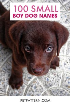 a brown puppy with the words 100 small boy dog names on it's head