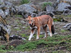 a small brown and white animal standing on top of a grass covered field next to rocks