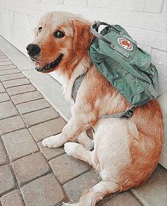 a brown dog with a green backpack on its back sitting next to a brick wall