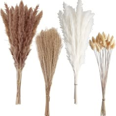 four different types of dried flowers on a white background