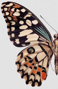 a close up of a butterfly flying in the sky