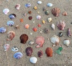 many seashells and starfish are on the sand