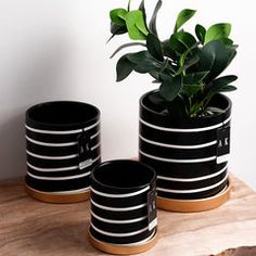 three black and white striped pots with a plant in them on a wooden table next to a wall