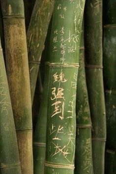 many green bamboo trees with writing on them