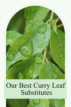 green leaves with water drops on them and the words our best curry leaf subtitles