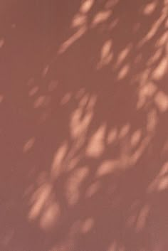 the shadow of a tree on a pink wall