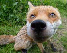 a close up of a dog's face with grass in the background