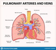 the anatomy of the human lungs and their corresponding vessels, labeled in red with caption