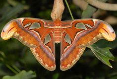 an orange and brown moth hanging from a tree branch