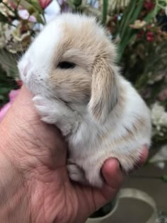 a person holding a small white rabbit in their hand with flowers in the back ground