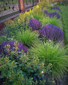 a garden with purple flowers and green grass